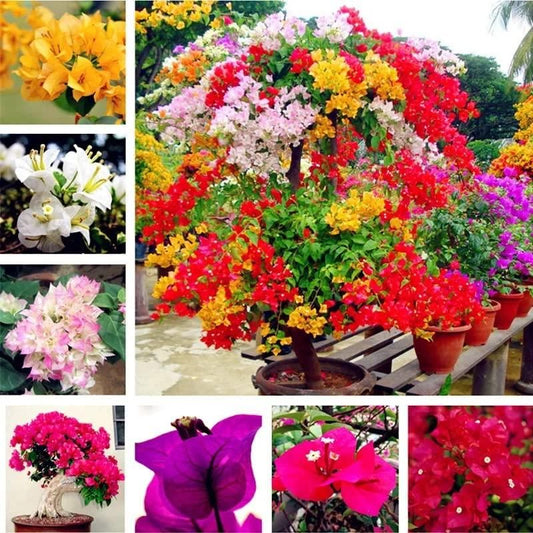 Mix Colour Bougainvillea Flower Seeds For Home Garden (Flat 33% Off)